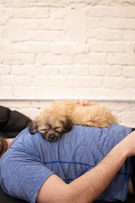 Woof Wellness 4