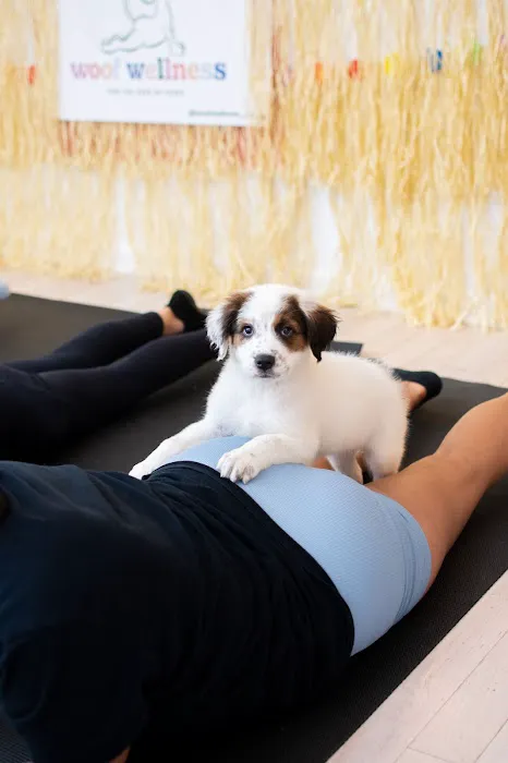 Woof Wellness 4