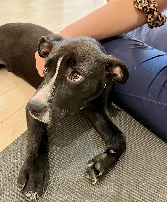 Woof Wellness 4
