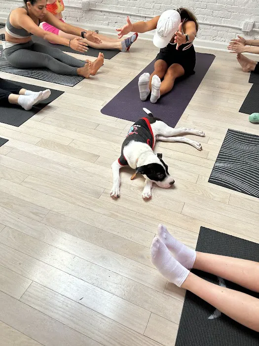 Woof Wellness 4