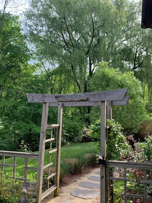 Willow Tree Yoga 4